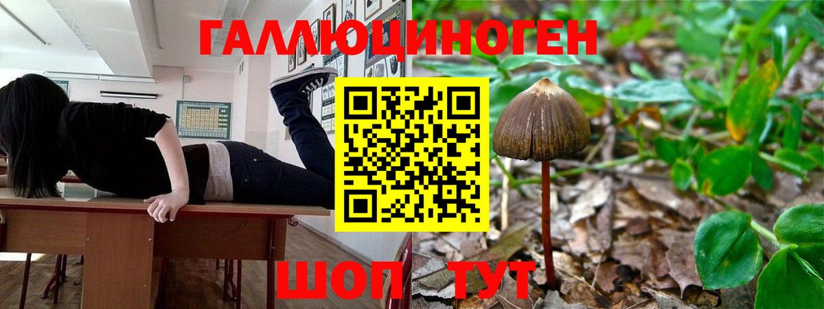 Анжеро-Судженск  Галлюциногенные грибы Cubensis  Вход с VPN  Галлюциногенные грибы Cubensis 
